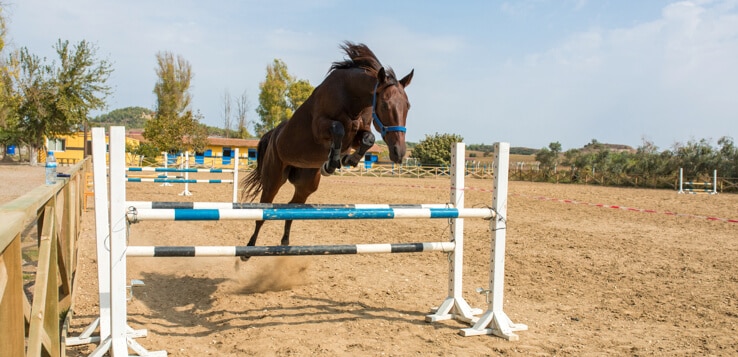 horse jumping over bar