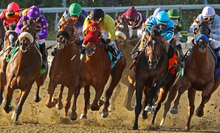horse race bunched