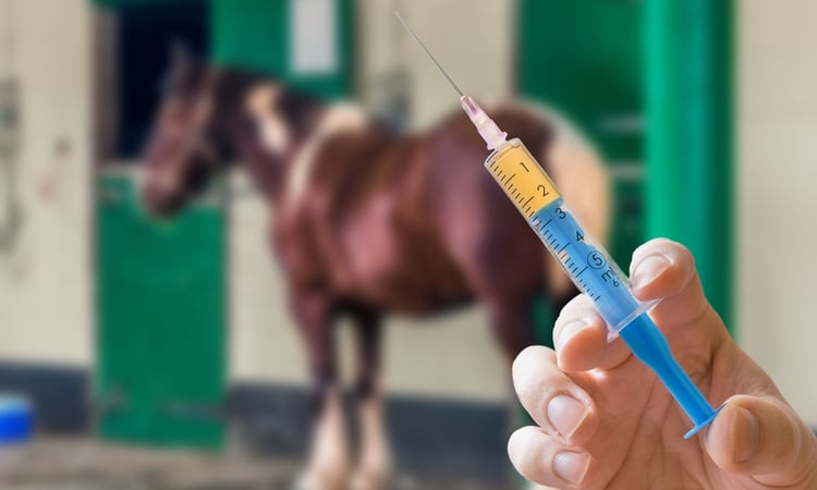 horse doping syringe
