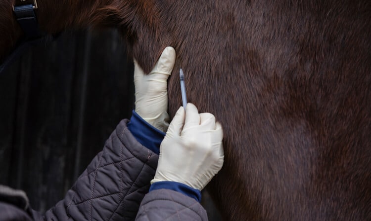 needle horse